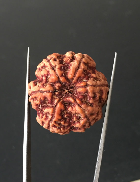 6 Mukhi Nepali Certified Rudraksha Size- 27.60mm
